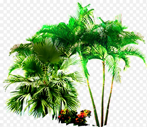 环境美景热带植物