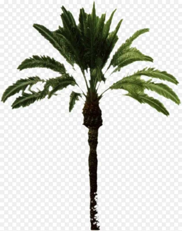 热带植物树木