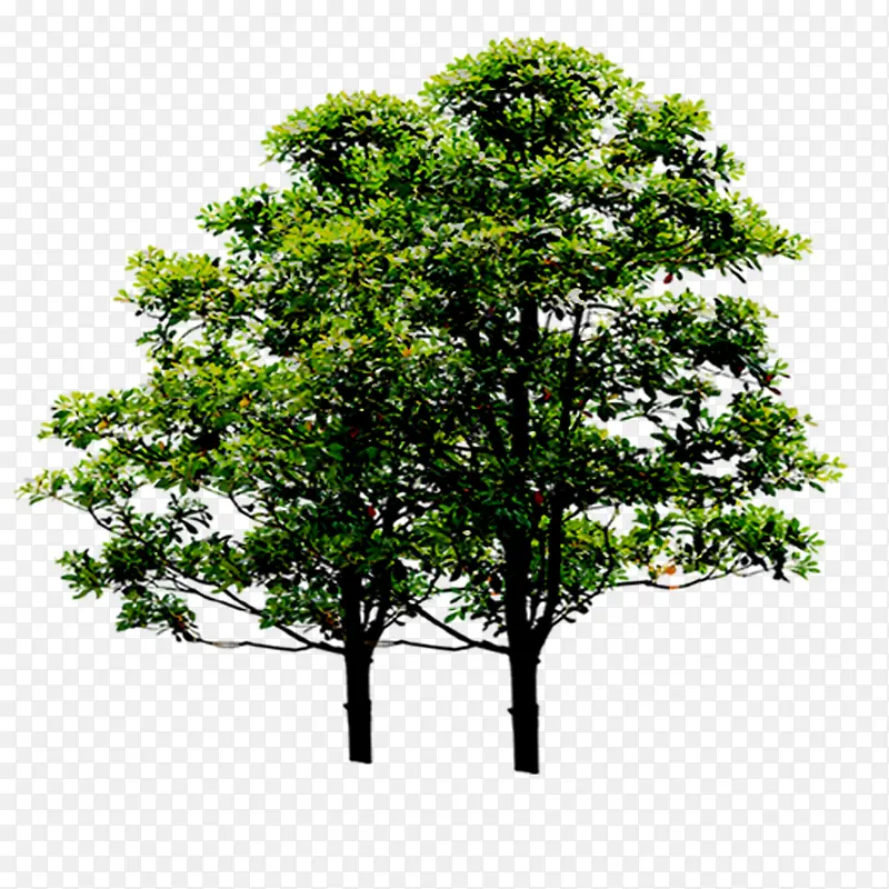 园林 景观 树木 植物PNG图片素材下载_图片编号10686881-PNG素材网