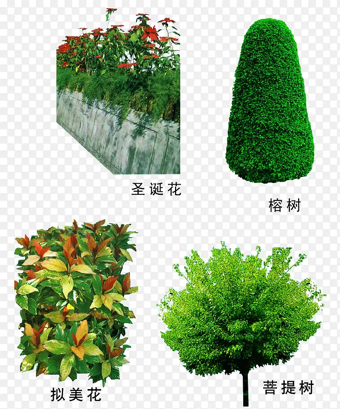 菩提树绿植素材