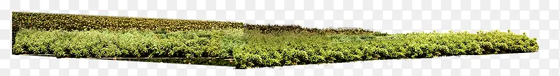绿化带植物