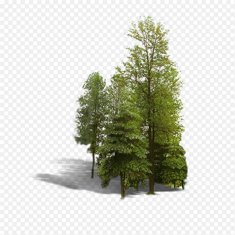 园林 景观 树木 植物