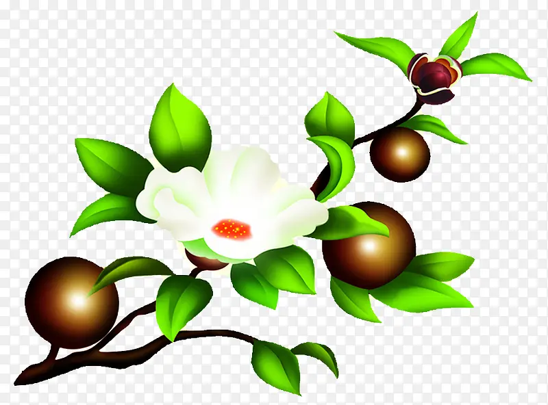 山茶籽植物