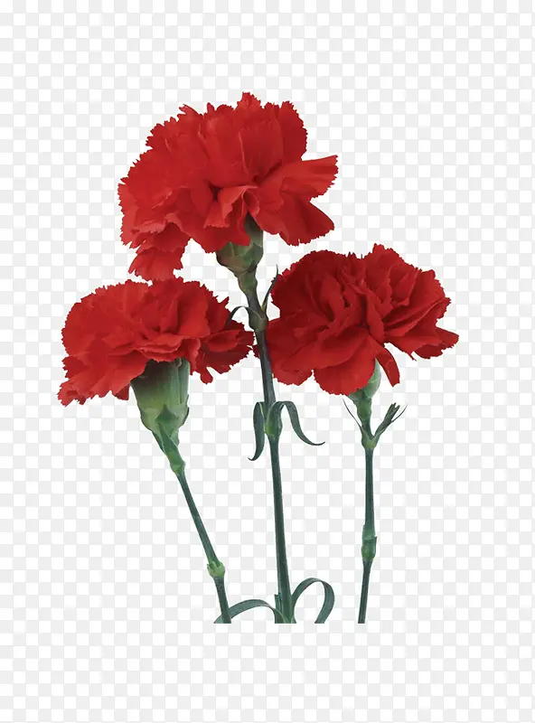 鲜花装饰元素
