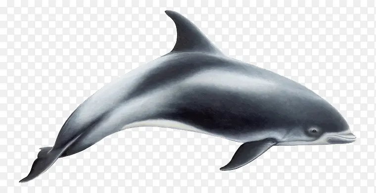 一条海豚