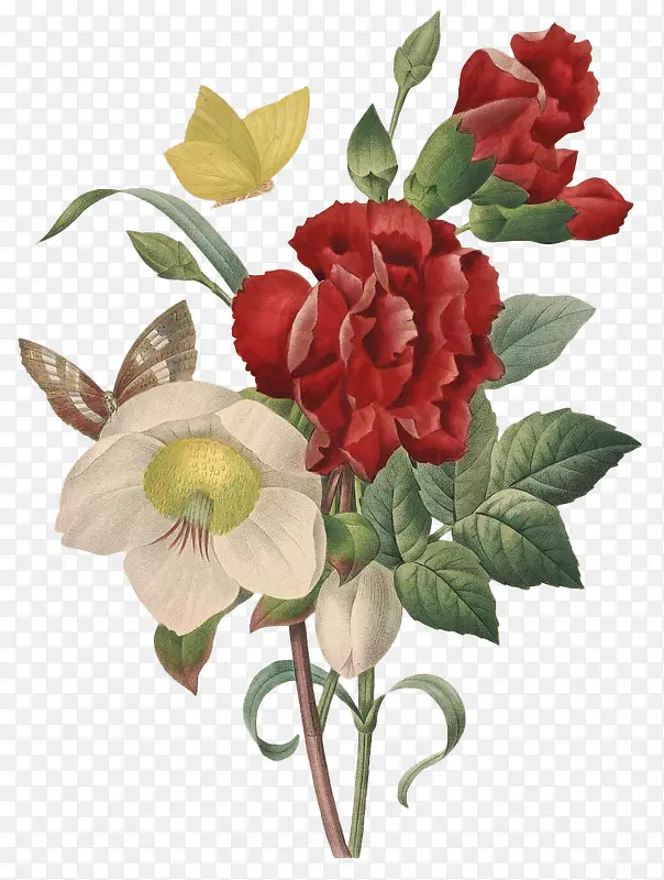 卡通茶花
