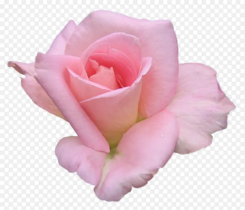 粉花