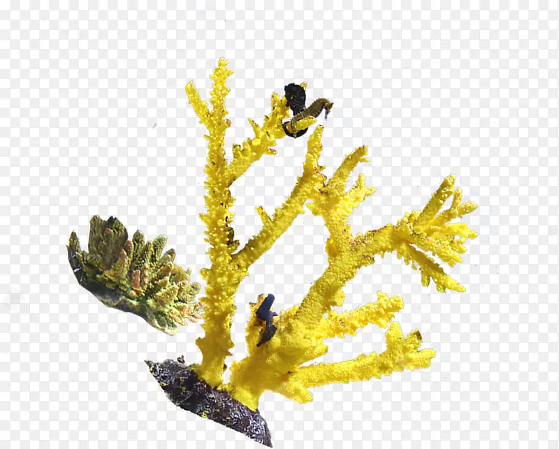 黄色珊瑚素材