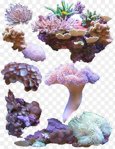 各式彩色珊瑚素材