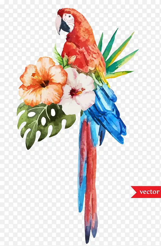 水彩鹦鹉鲜花插画图片