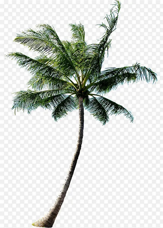 树木植物卡通海报椰子树