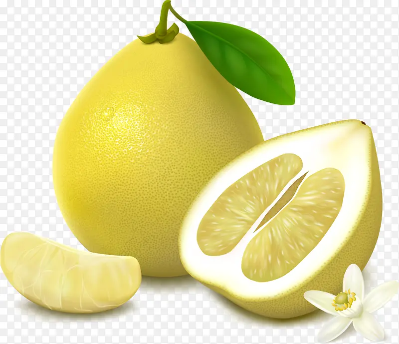 手绘精致清晰的柚子
