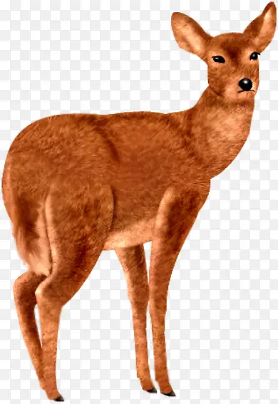 棕色小鹿动物
