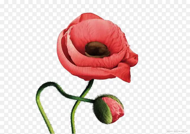花卉
