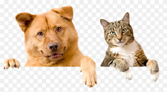 高清可爱的小狗小猫