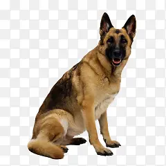 凶猛警犬桌面壁纸