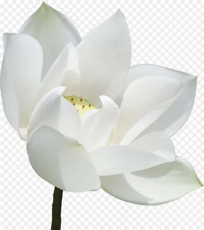 纯洁莲花高贵洁净