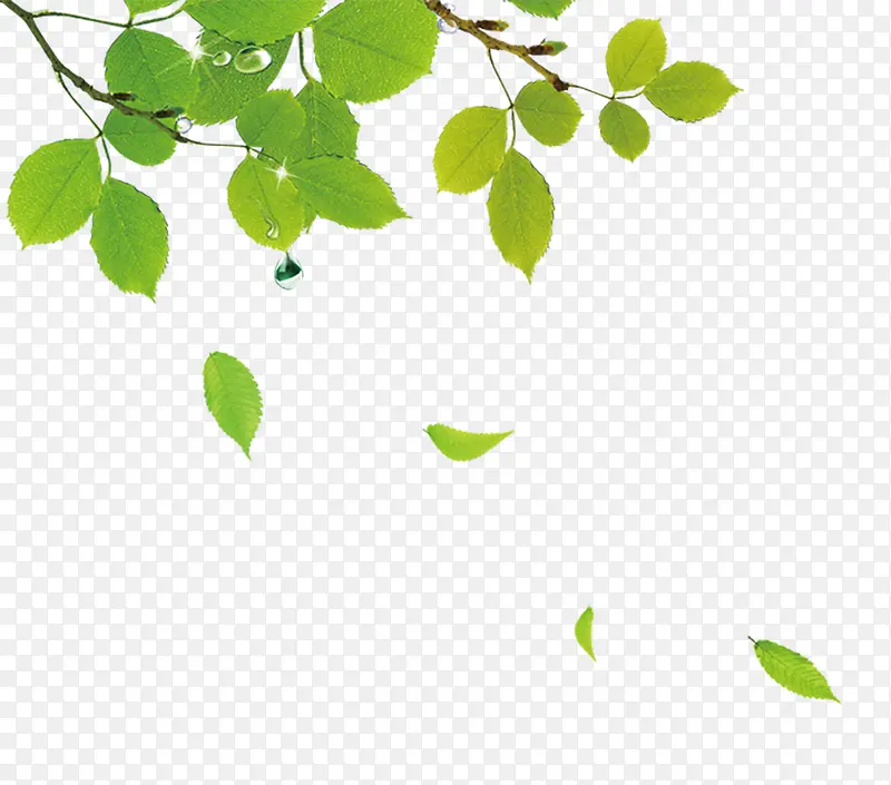免扣树叶植物PNG图片素材下载_图片编号10711431-PNG素材网