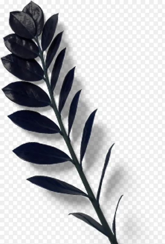 深蓝色叶子植物手绘设计