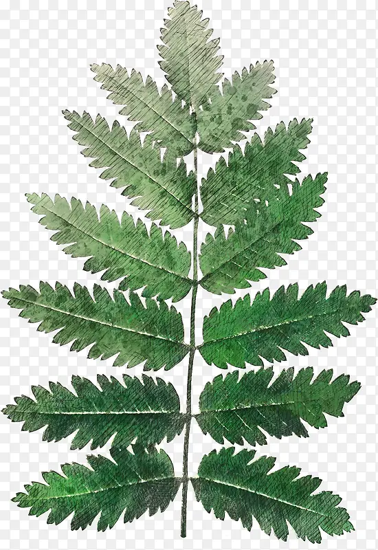 手绘高清植物素材16