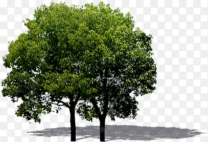 创意高清环境渲染效果树木