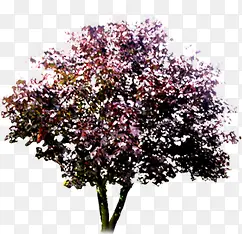 高清摄影合成效果红色梅花树