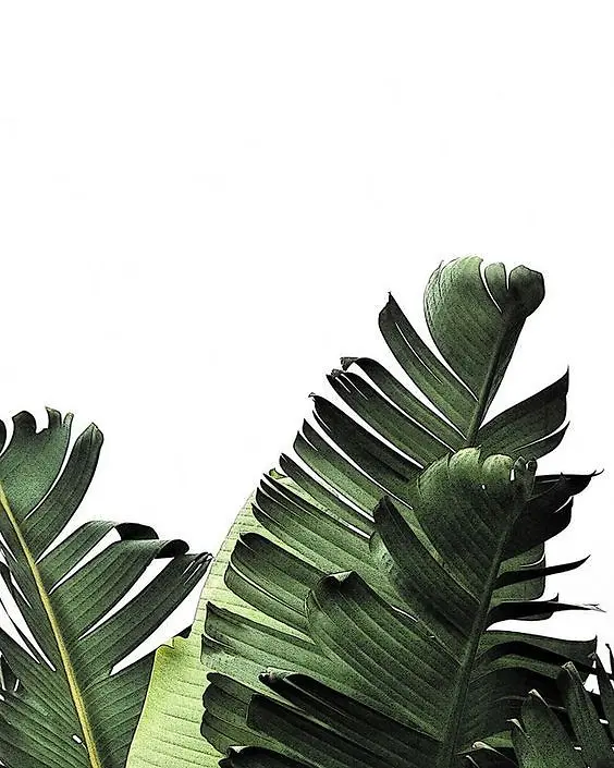 植物家居生活3
