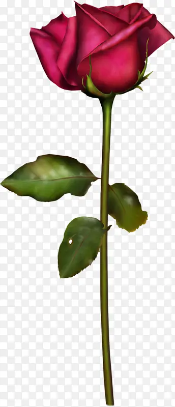 红色带刺的玫瑰