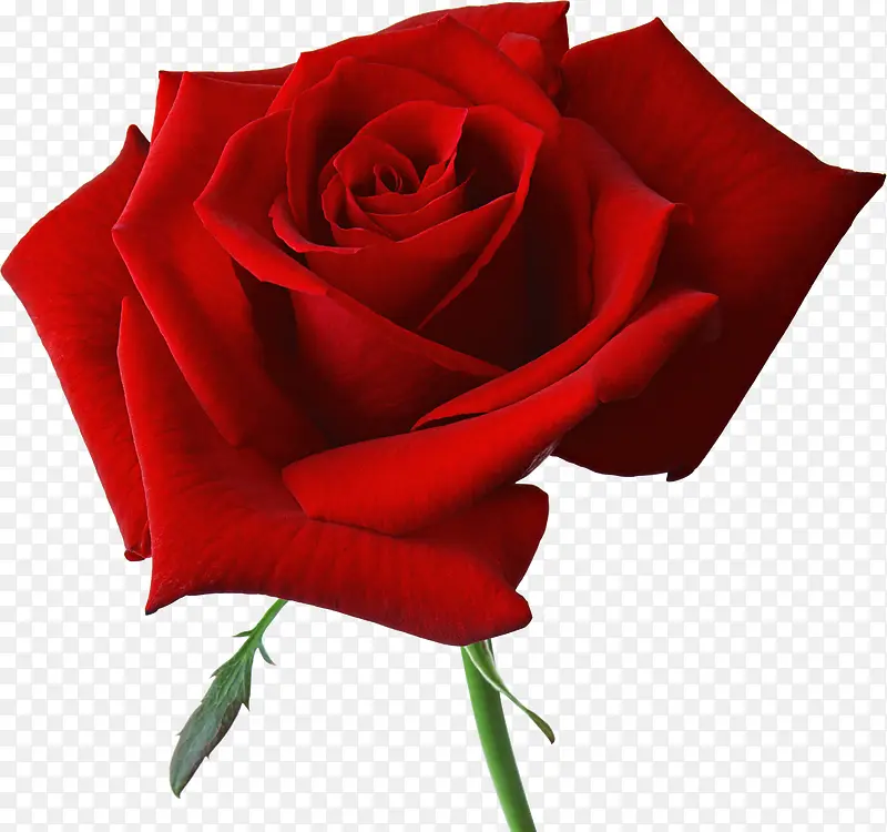 红色玫瑰高清素材图片