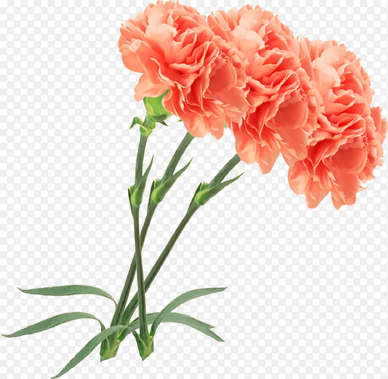 花朵植物花枝卡通