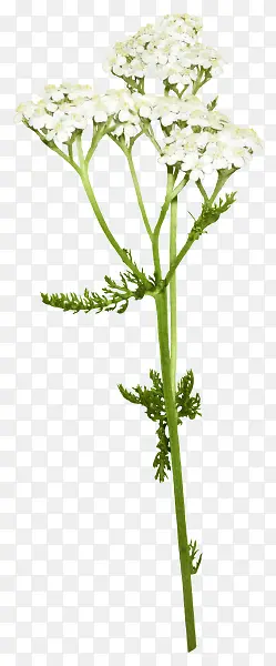 花枝花草白色花树
