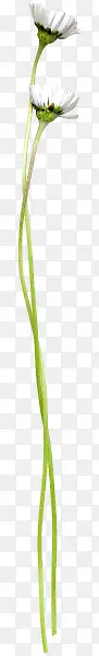 花枝花草两朵白花