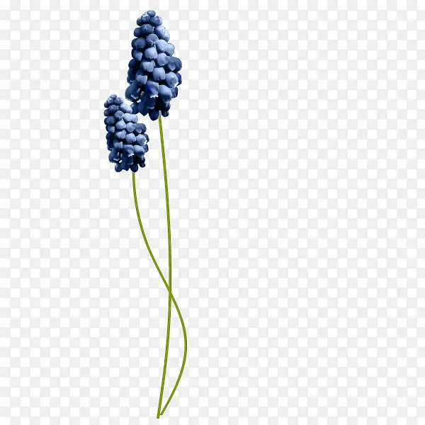 花枝花草两朵风信花PNG图片素材下载_图片编号10731170-PNG素材网