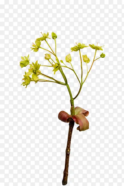免抠透明小绿花花枝