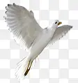 可爱飞翔纯洁白鸽