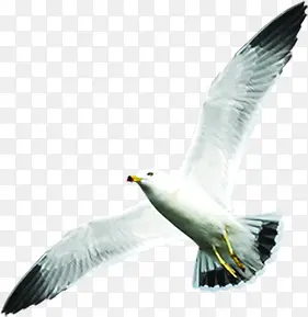 仰视白色飞翔海鸥
