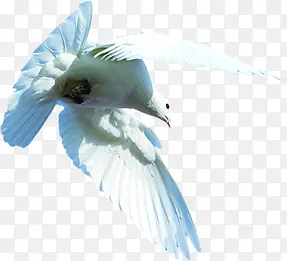白鸽样式和平飞翔