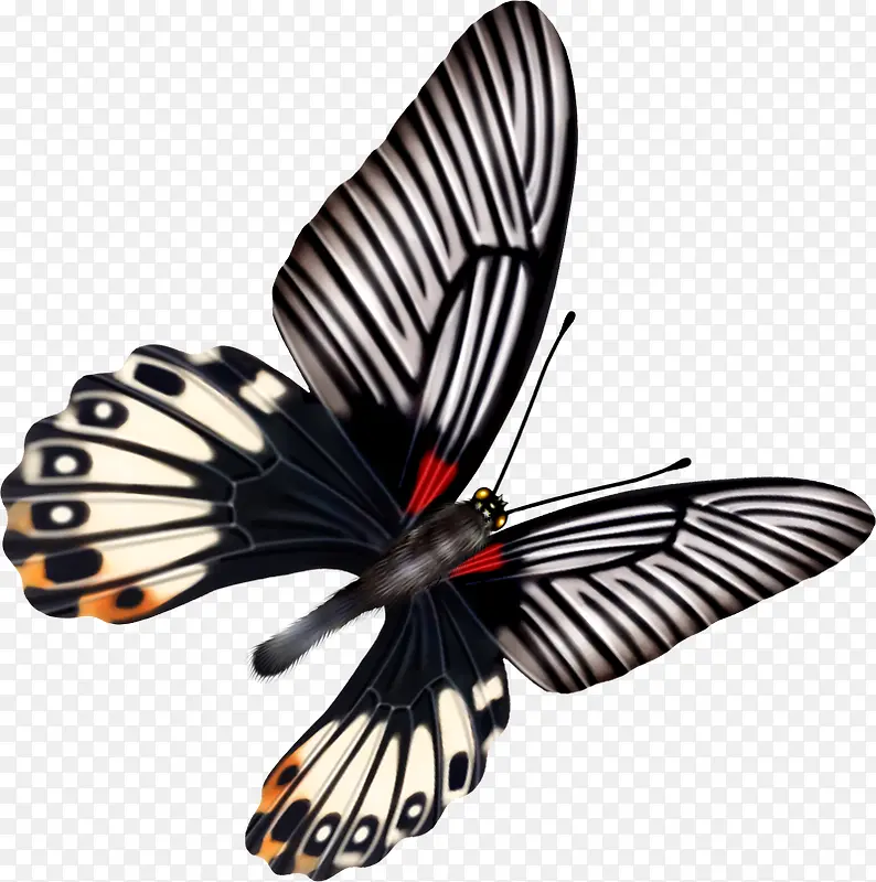 黑色美丽飞翔蝴蝶