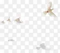 白鸽和平鸽飞翔的格子