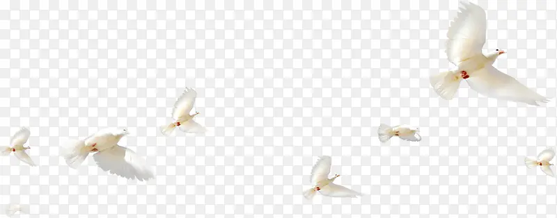 白色春天白鸽飞翔