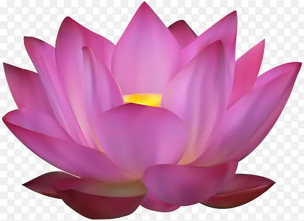 莲花粉红盛开着