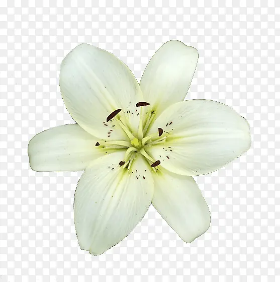 白色花朵好看