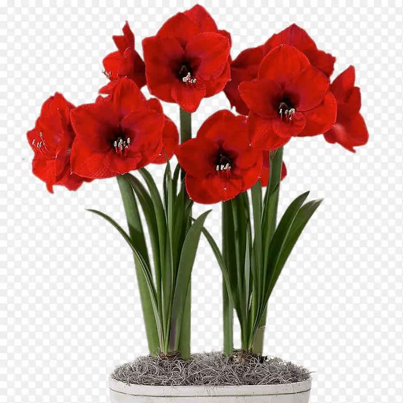 美丽植物红色花朵