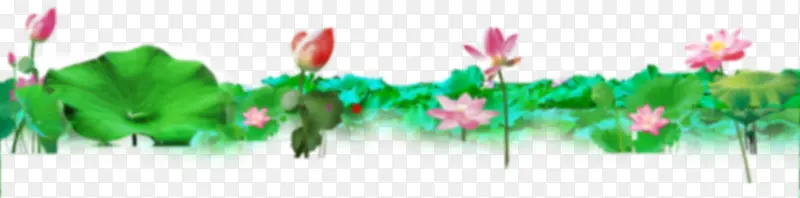 花，荷 花，淘宝素材