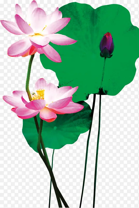花，荷 花，淘宝素材