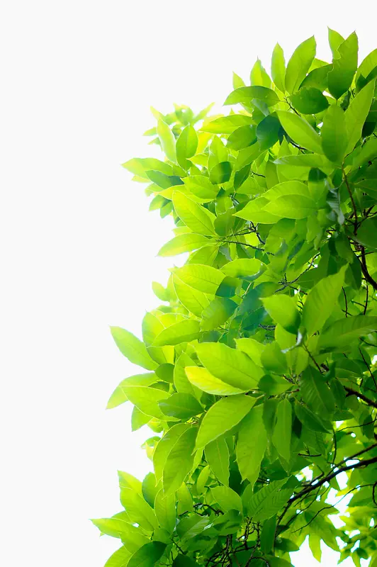 绿色植物绿叶清新PNG图片素材下载_图片编号10744601-PNG素材网