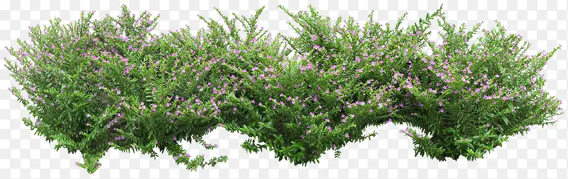 绿色植物清新植物PNG图片素材下载_图片编号10744612-PNG素材网