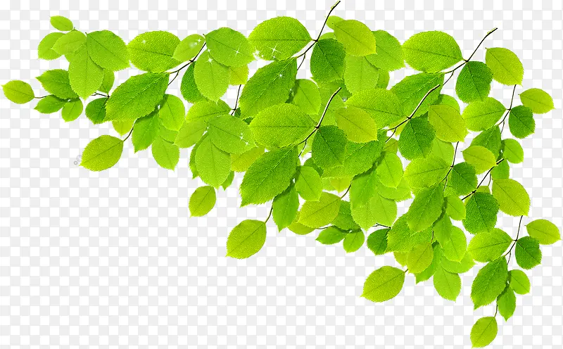 绿色植物树叶实物