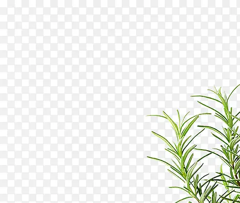 绿色清新植物水草PNG图片素材下载_图片编号10744301-PNG素材网