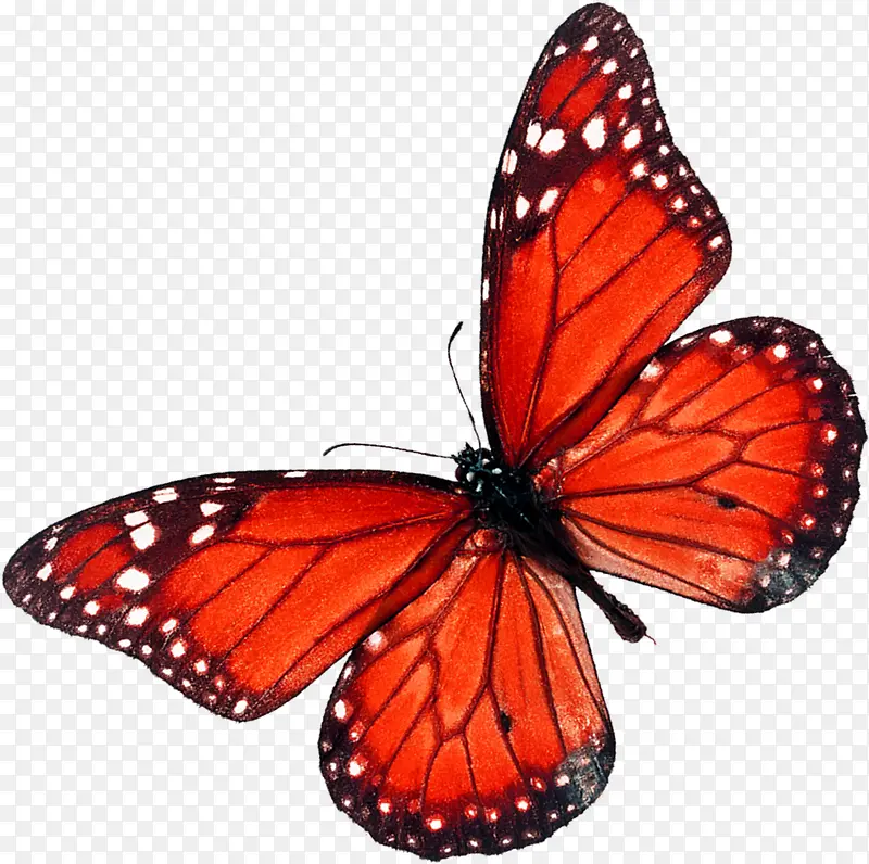 红色蝴蝶装饰画风格